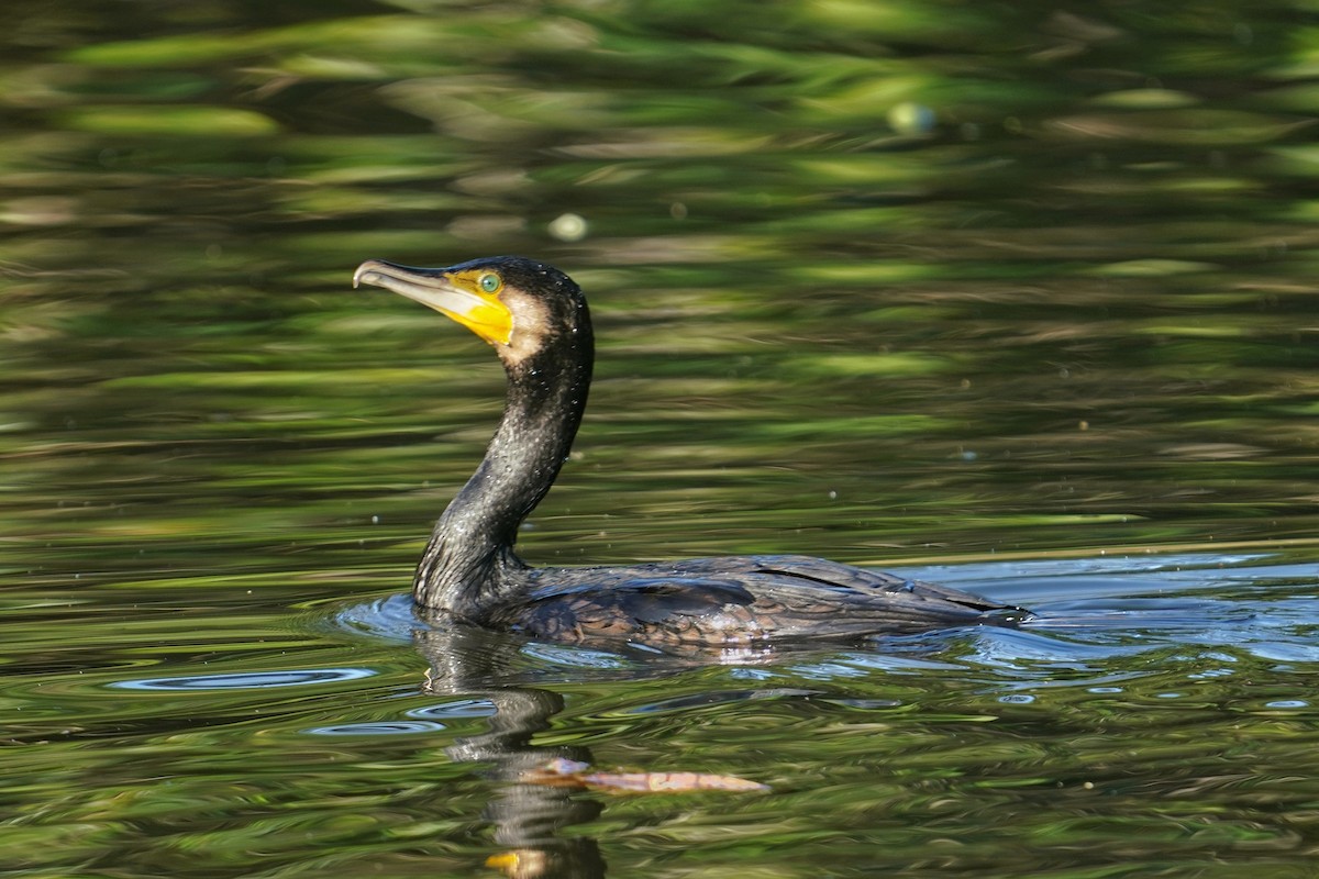 鸕鷀/丹氏鸕鷀 - ML646817656