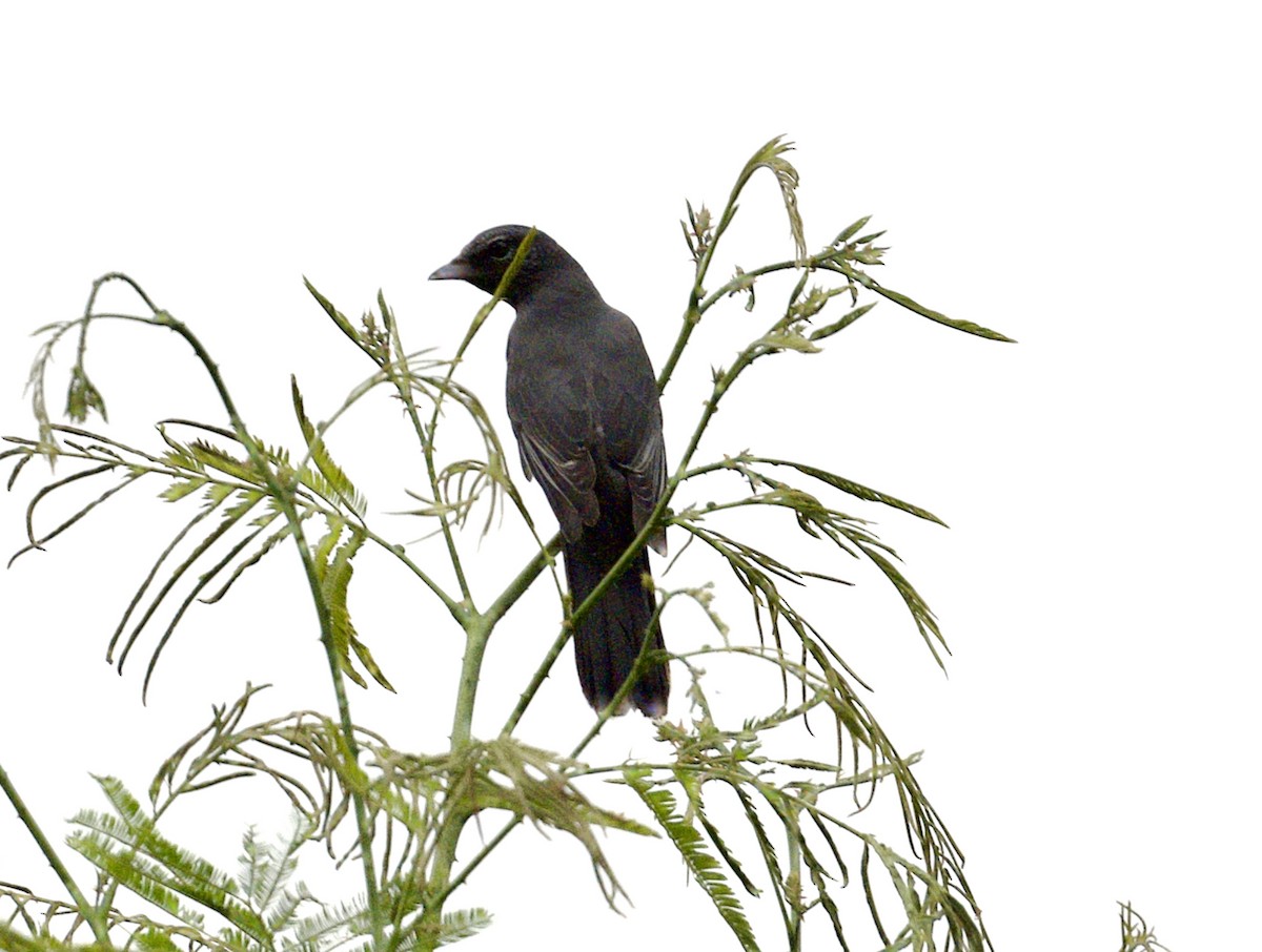 黑翅山椒鳥 - ML646817657