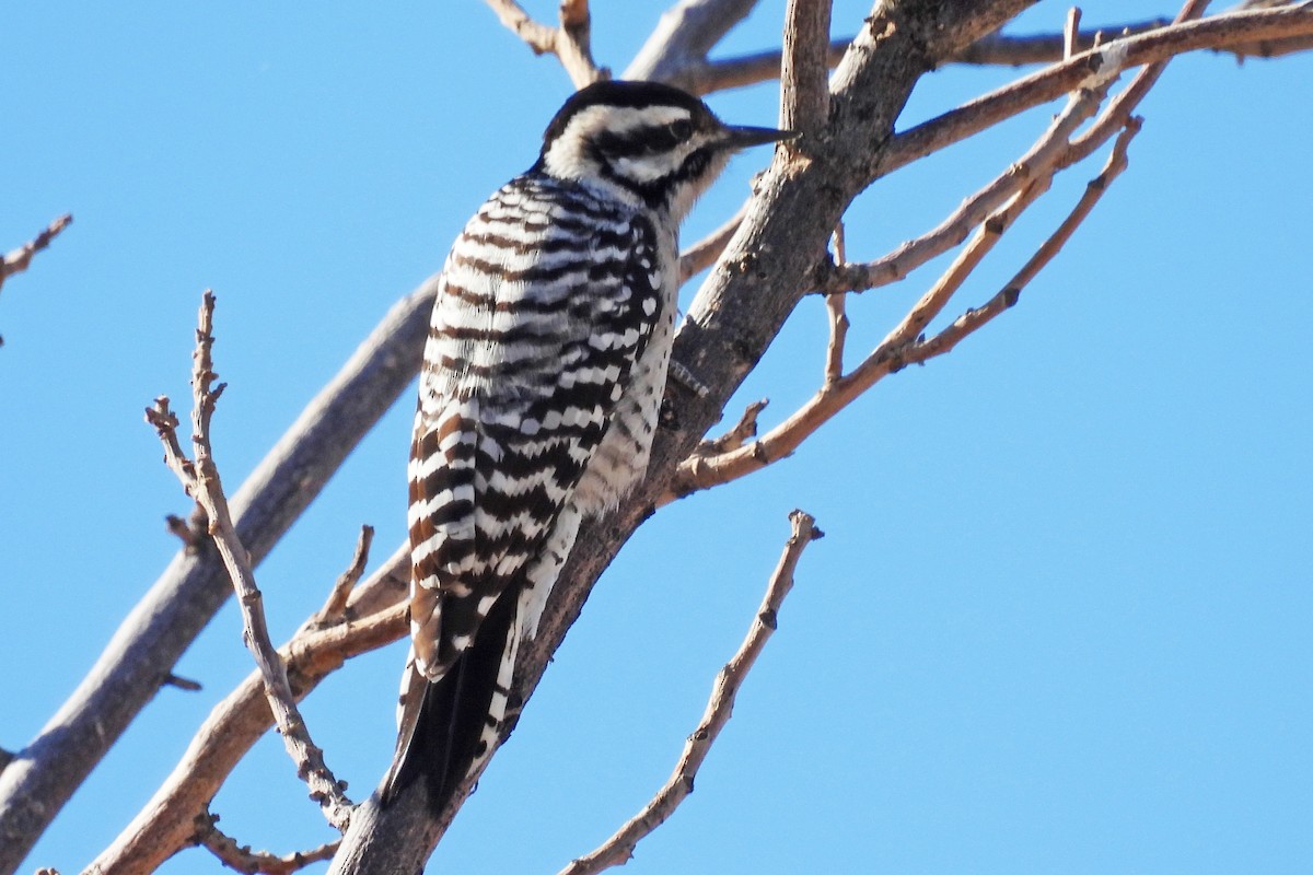 Ladder-backed Woodpecker - ML646817658