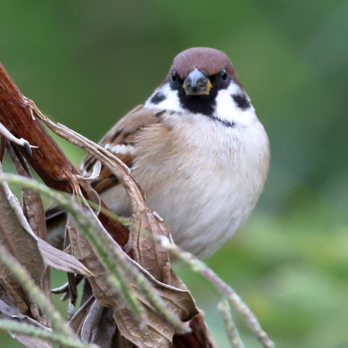 麻雀 - ML646817666