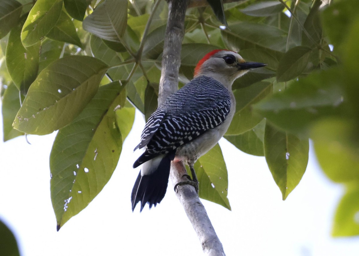 Yucatan Woodpecker - ML646817668
