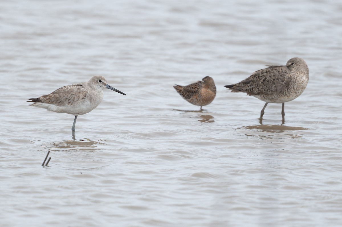 Willet - ML646817671