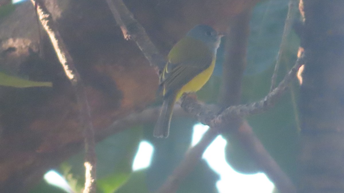 Gray-headed Canary-Flycatcher - ML646817678
