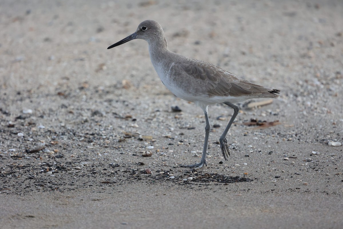 Willet - ML646817681