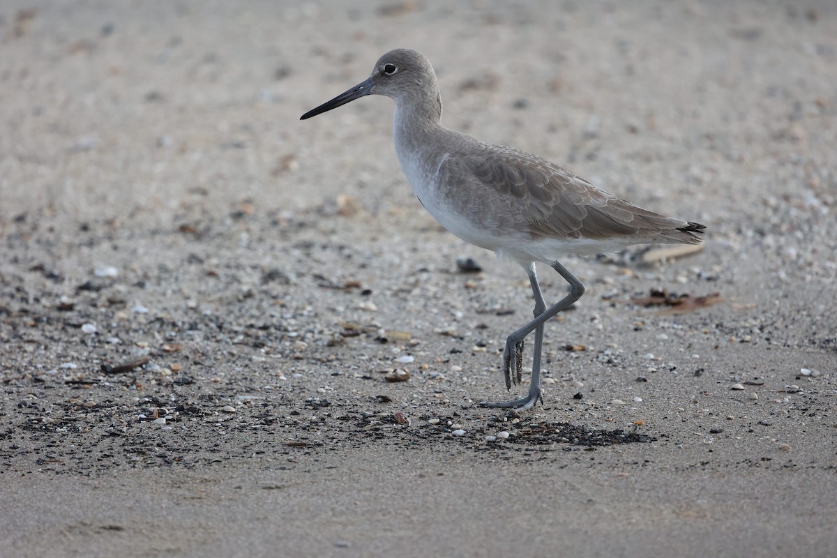 Willet - ML646817682
