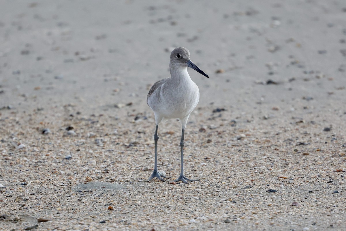 Willet - ML646817683