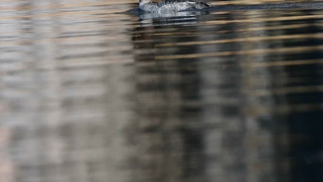 鵲鴨 - ML646817684