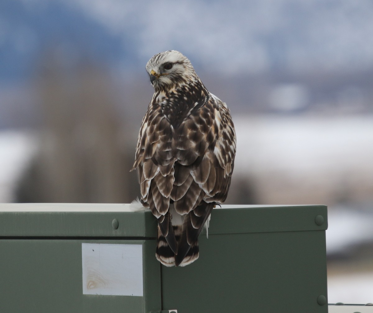 Buse pattue - ML646817685