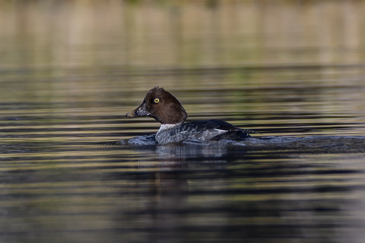 鵲鴨 - ML646817686