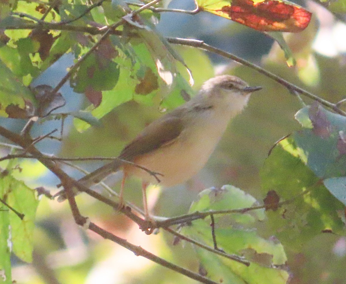 Gray-breasted Prinia - ML646817691
