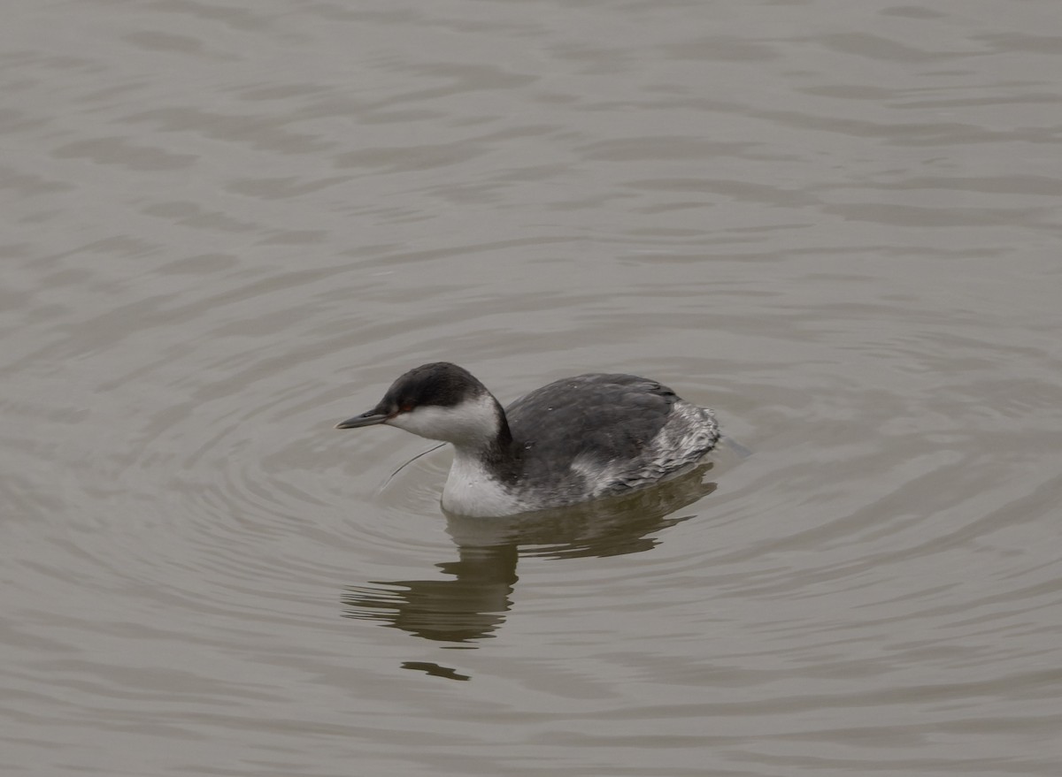 Horned Grebe - ML646817692