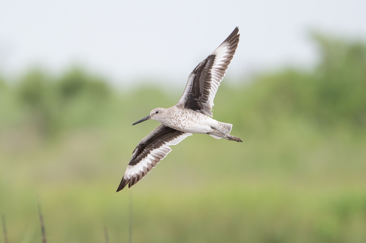 Willet - ML646817693