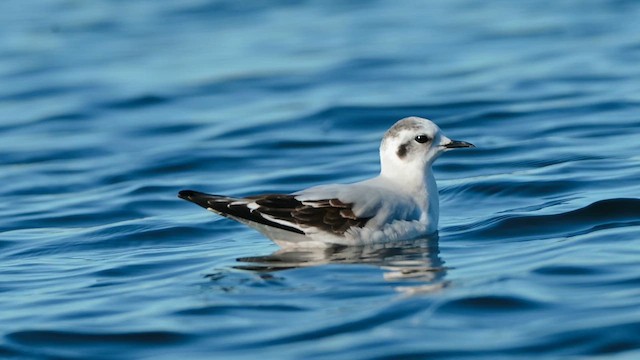 小鷗 - ML646817694