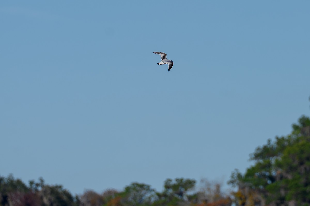 小鷗 - ML646817699