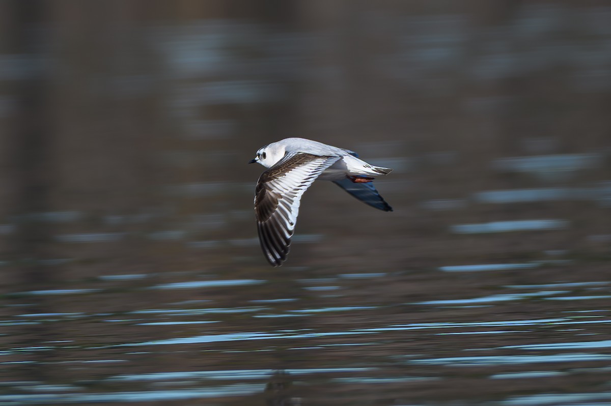 小鷗 - ML646817700