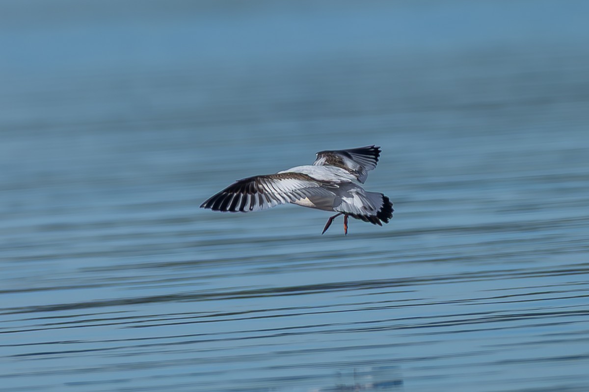 小鷗 - ML646817701