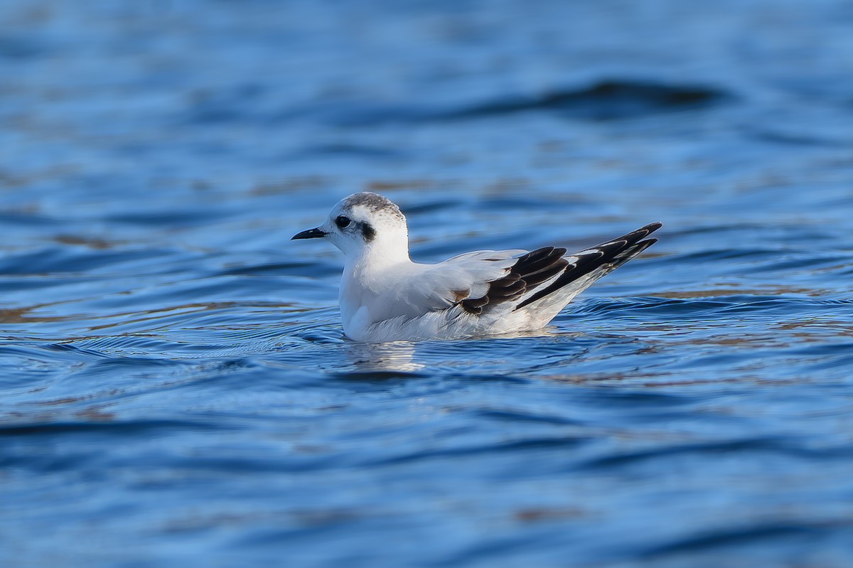 小鷗 - ML646817702