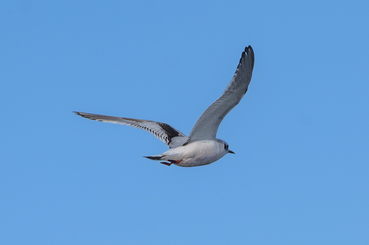 小鷗 - ML646817703