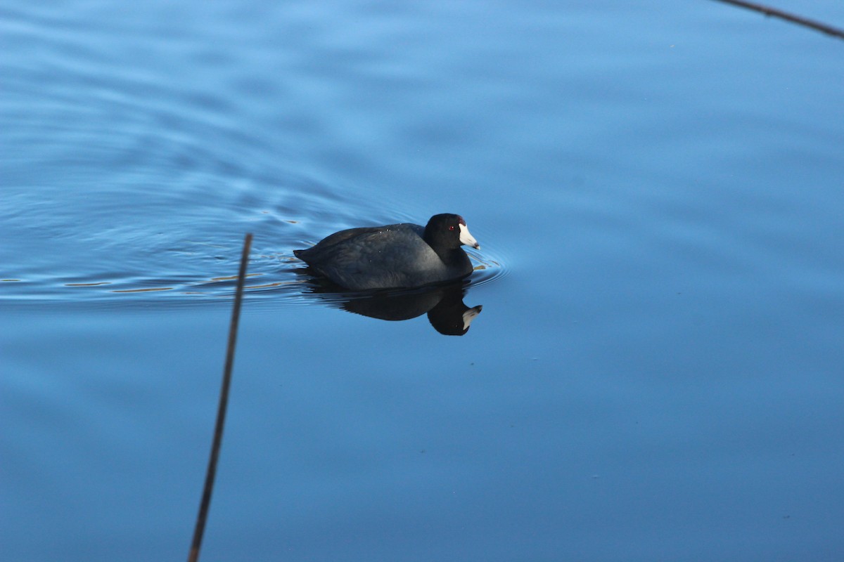 Indianerblässhuhn - ML646817704