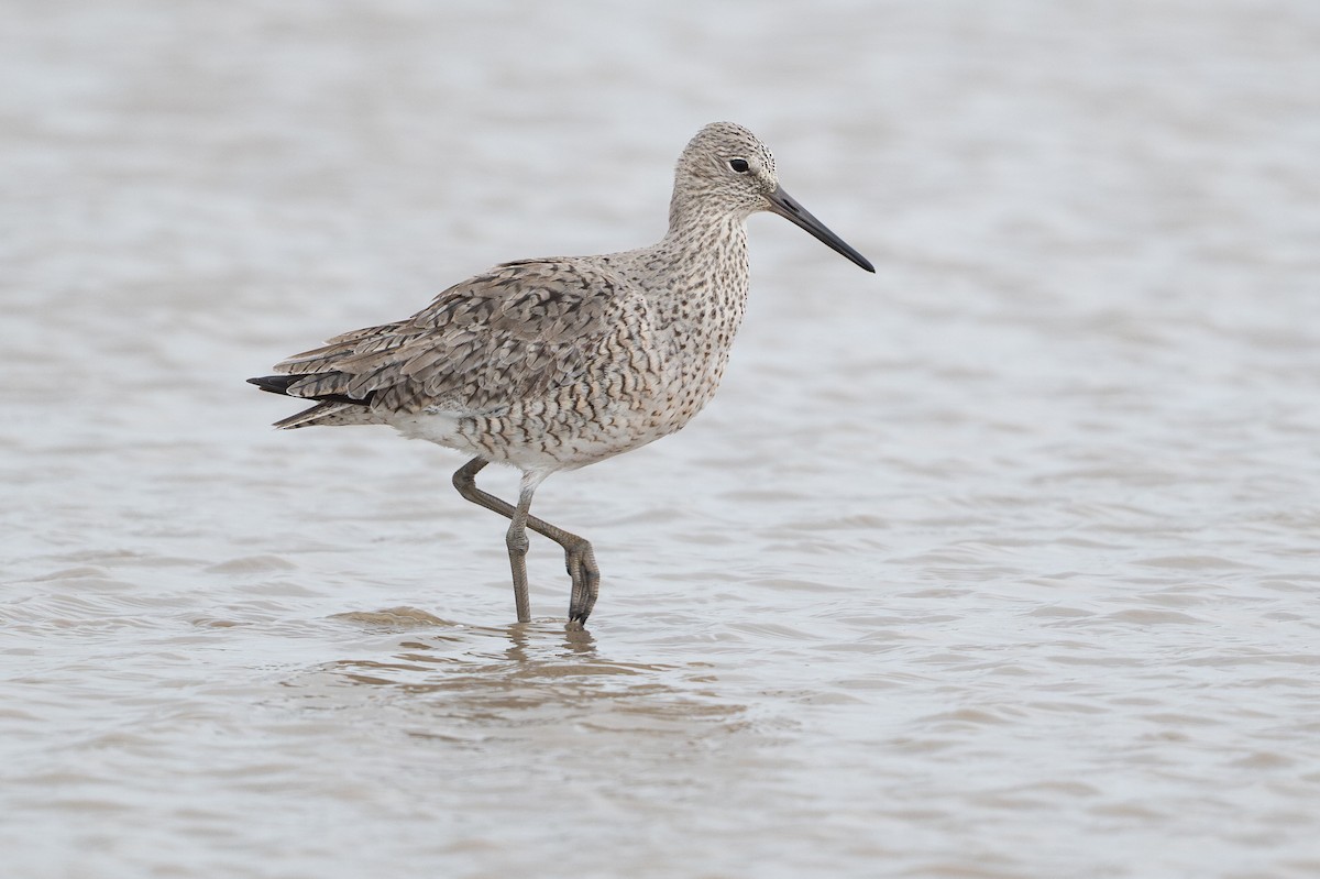Willet - ML646817705