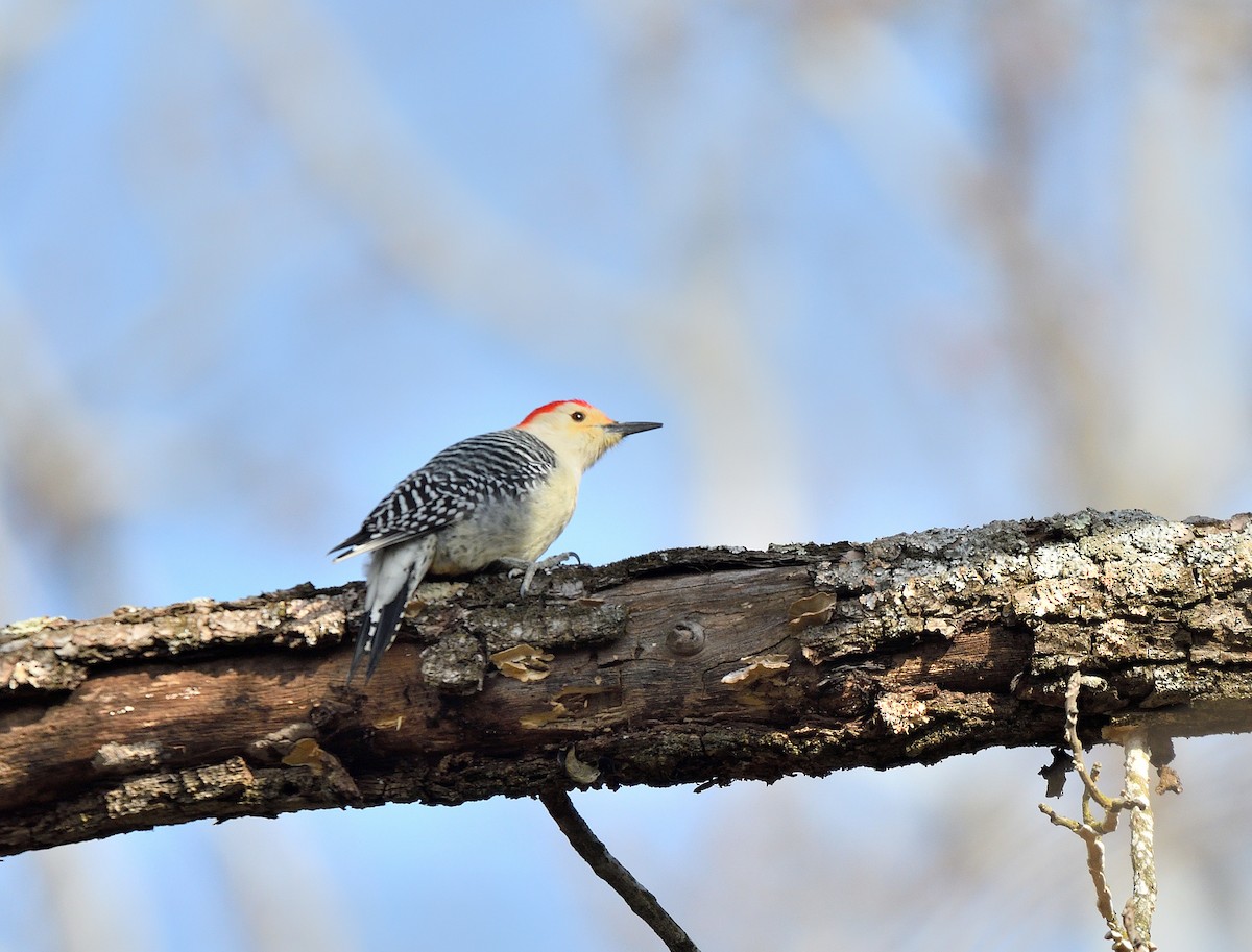 Kızılca Karınlı Ağaçkakan - ML646817706