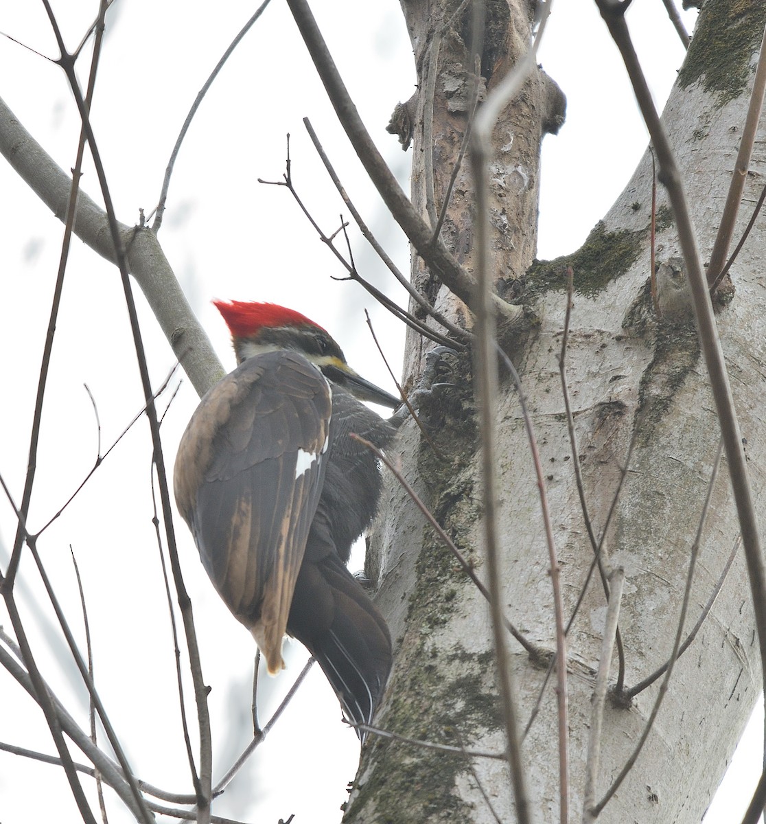 Kuzey Amerika Kara Ağaçkakanı - ML646817712