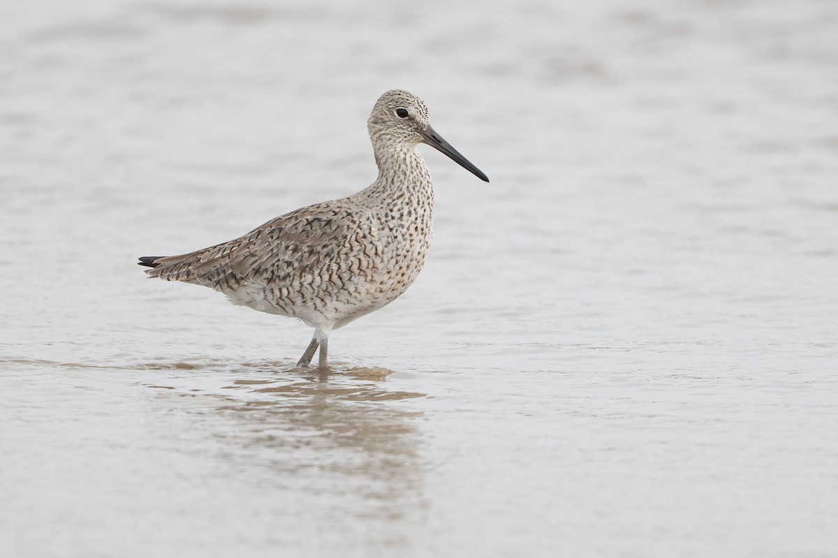 Willet - ML646817713