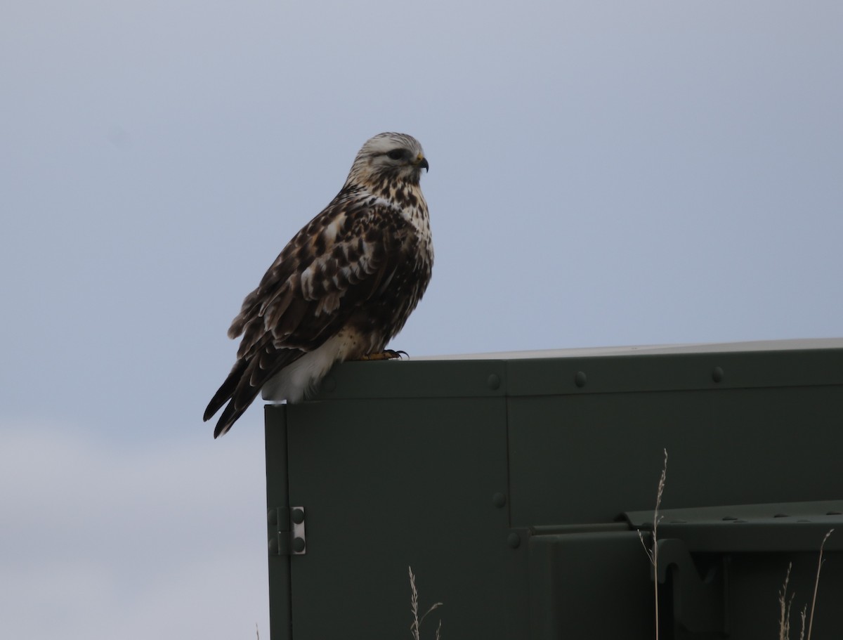 Buse pattue - ML646817717