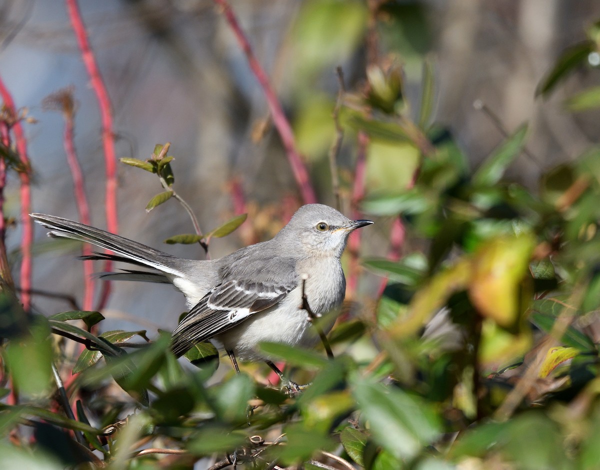 Kuzeyli Taklitçi - ML646817718