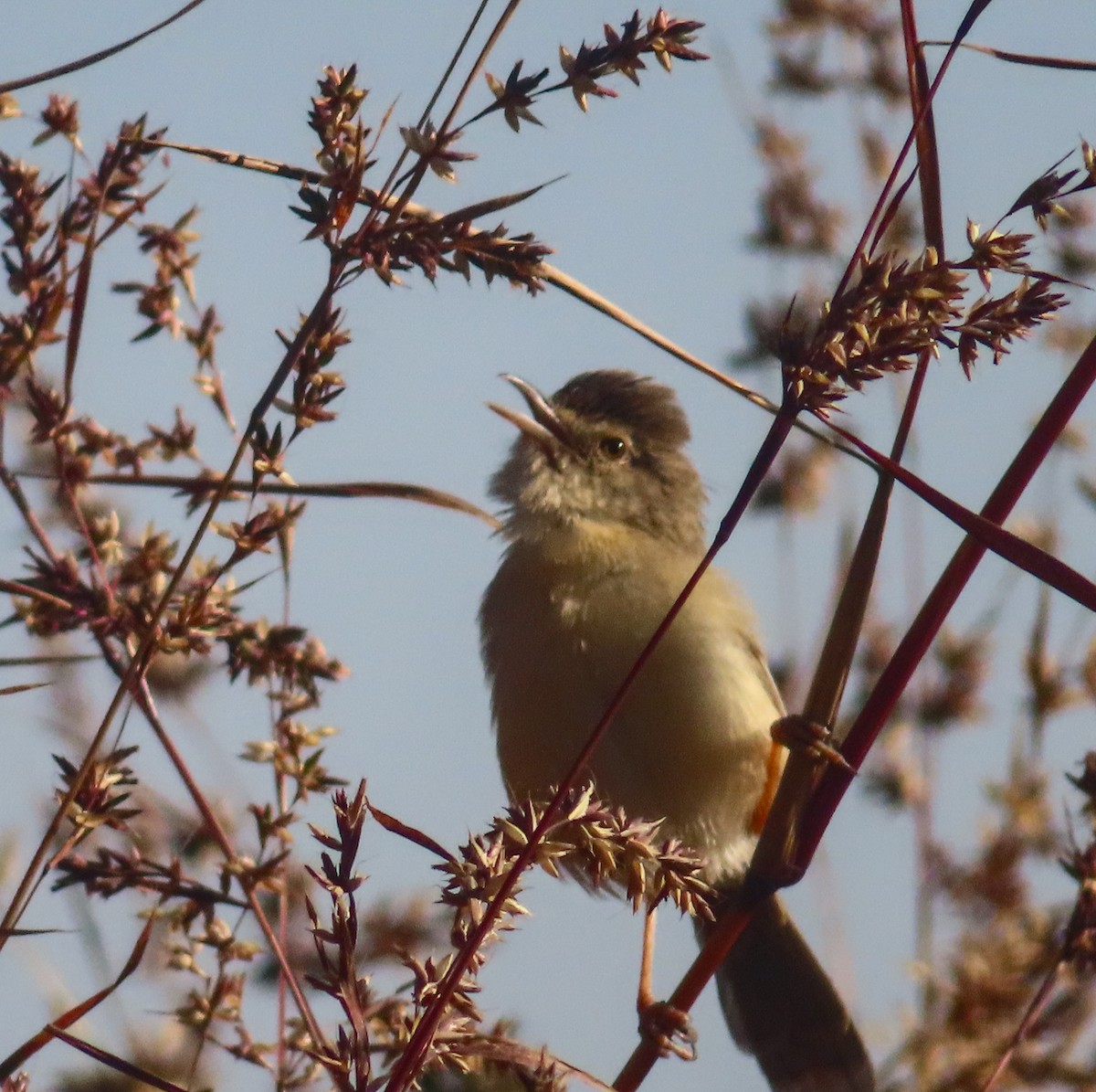 Plain Prinia - ML646817719