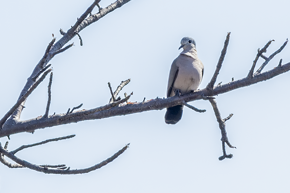 Зеленокрылая лесная горлица - ML646817723