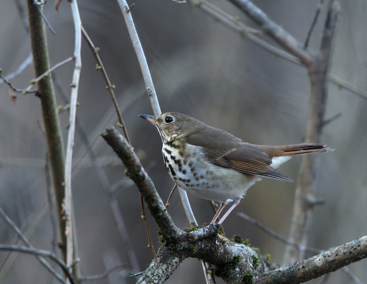 Münzevi Bülbül Ardıcı - ML646817724