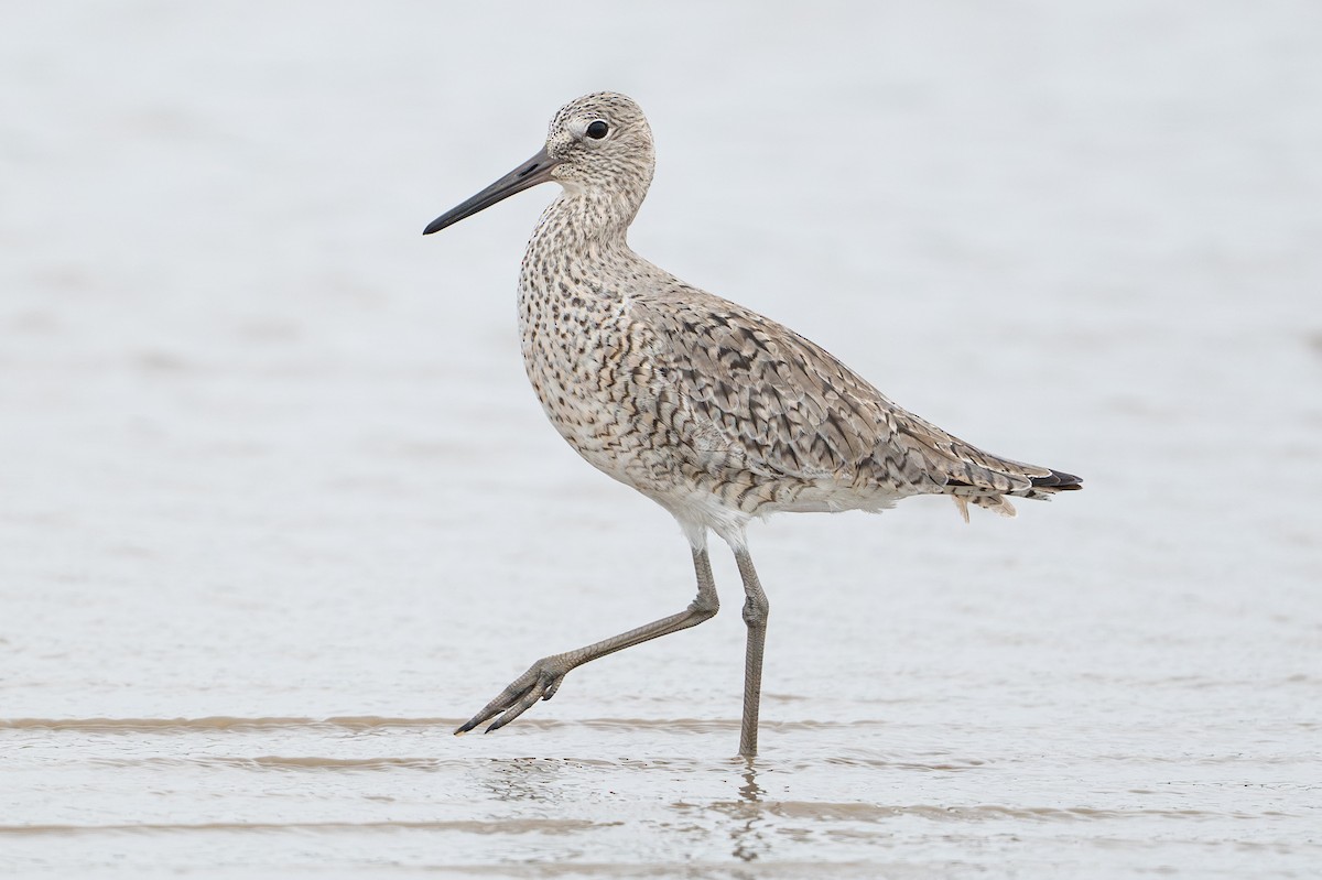 Willet - ML646817725