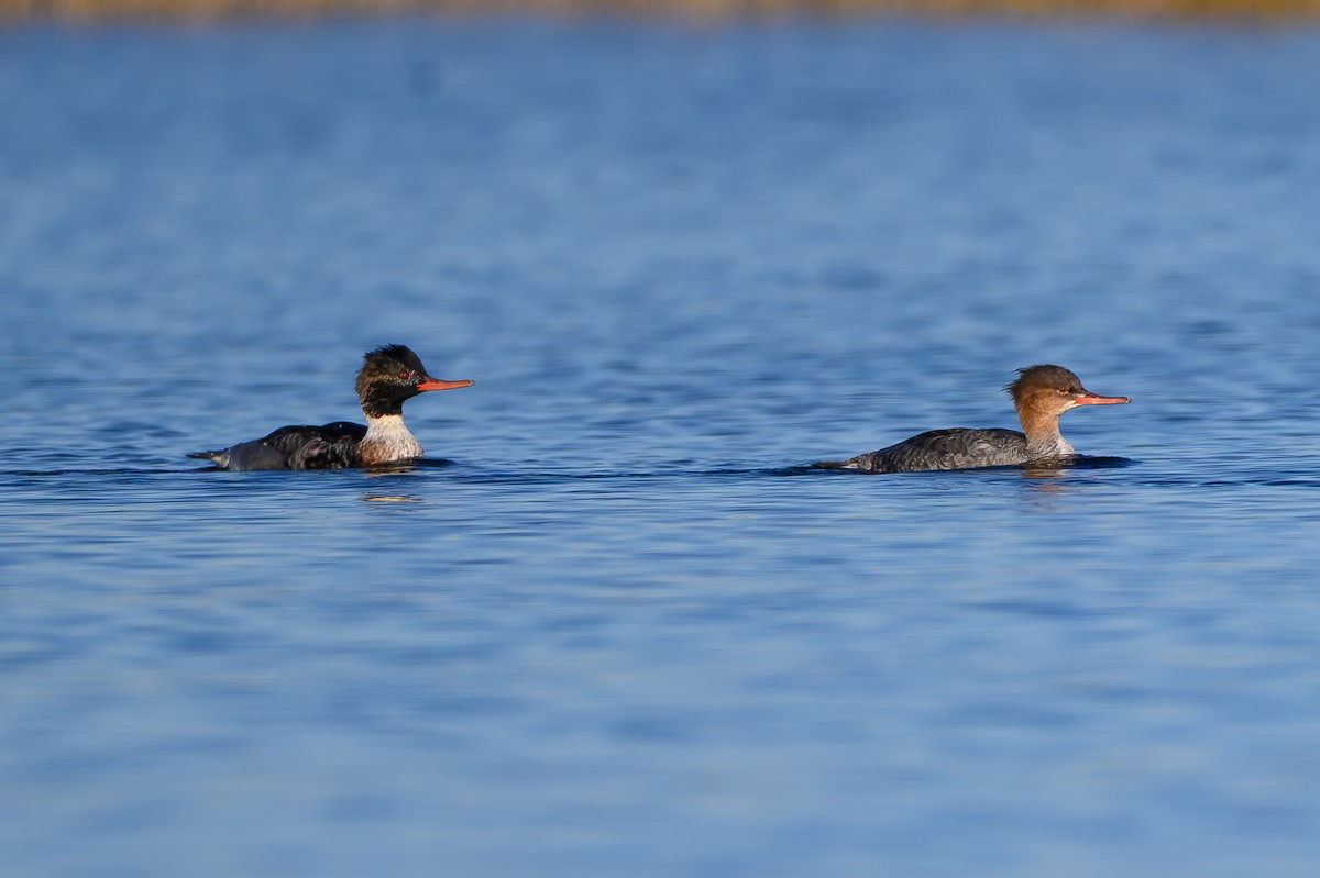 紅胸秋沙 - ML646817727