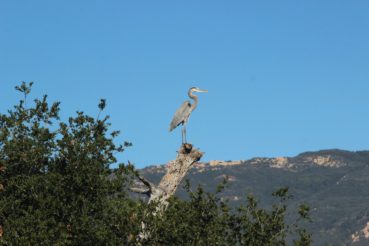 Kanadareiher - ML646817729