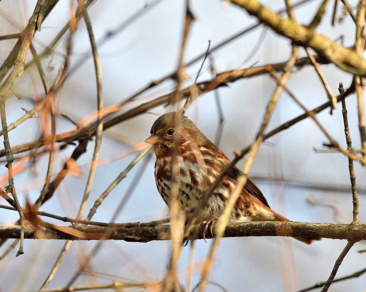 Tilki Renkli Serçe - ML646817730