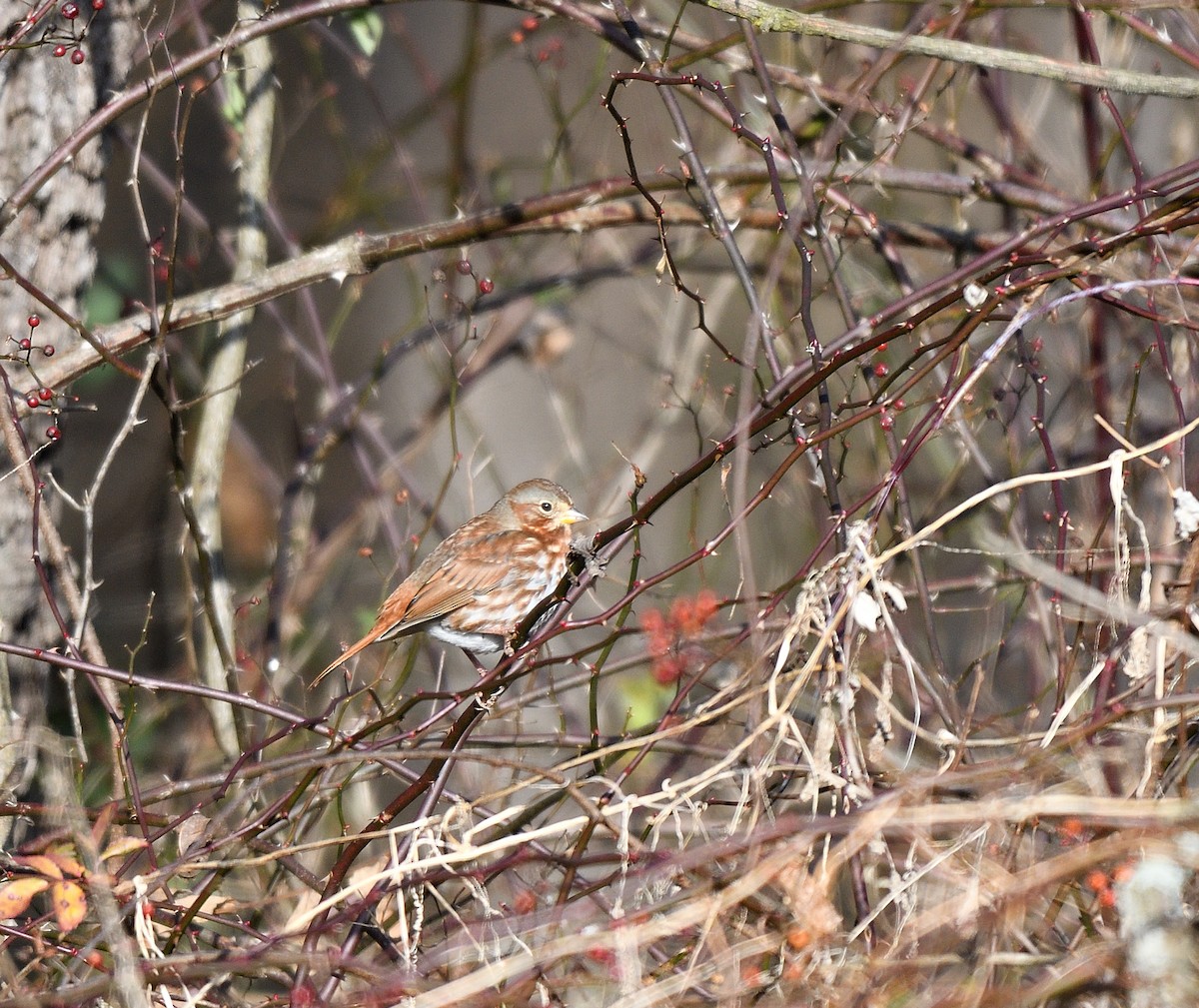 Tilki Renkli Serçe - ML646817731