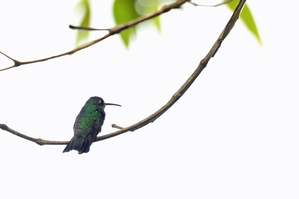 Glittering-throated Emerald - ML646817735