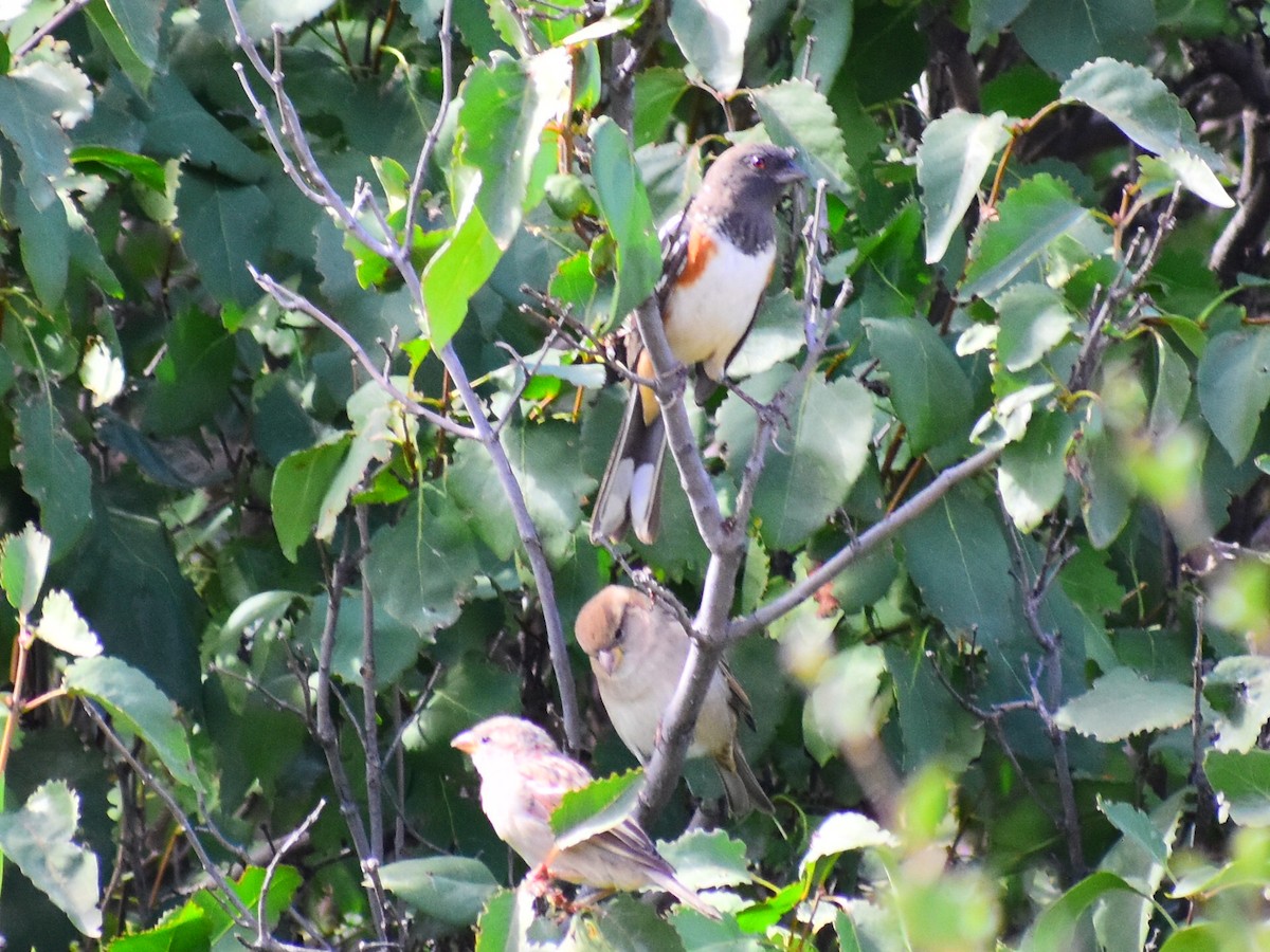 Spotted Towhee (arcticus) - ML646817738
