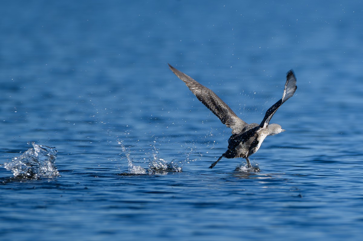 紅喉潛鳥 - ML646817740