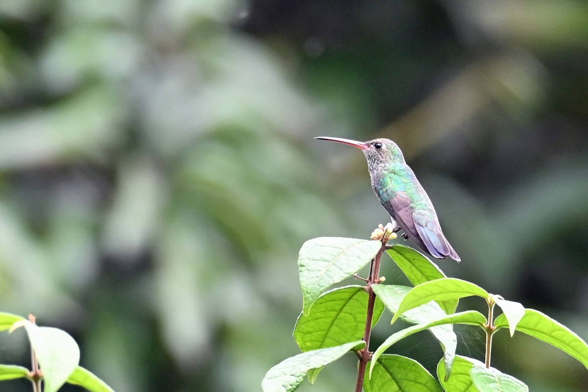 Glittering-throated Emerald - ML646817741