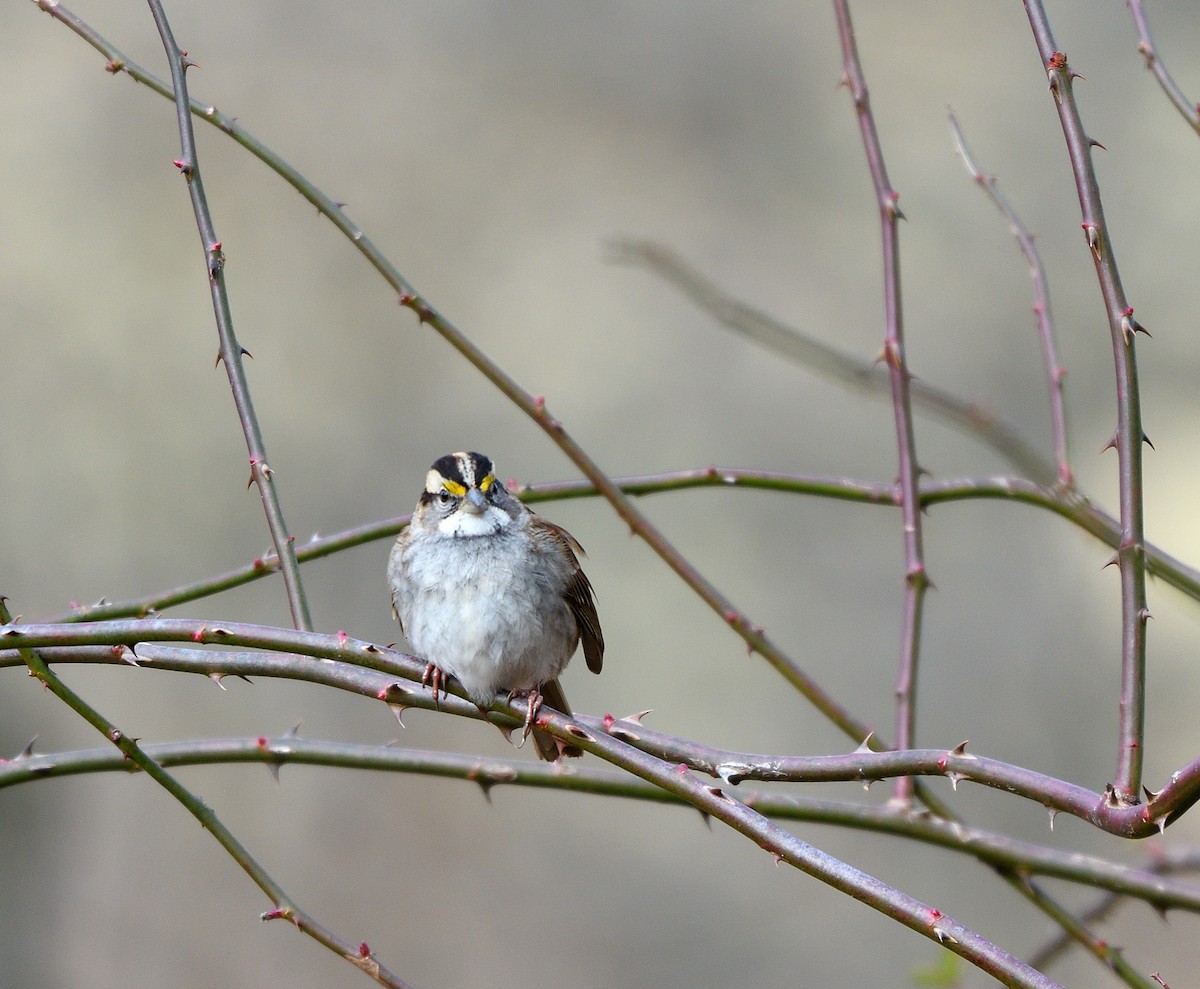 Ak Boğazlı Serçe - ML646817742