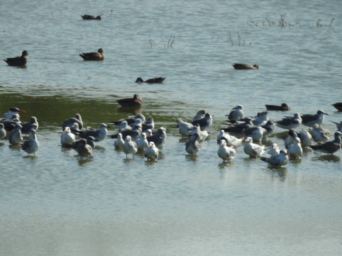 Caspian Tern - ML646817743
