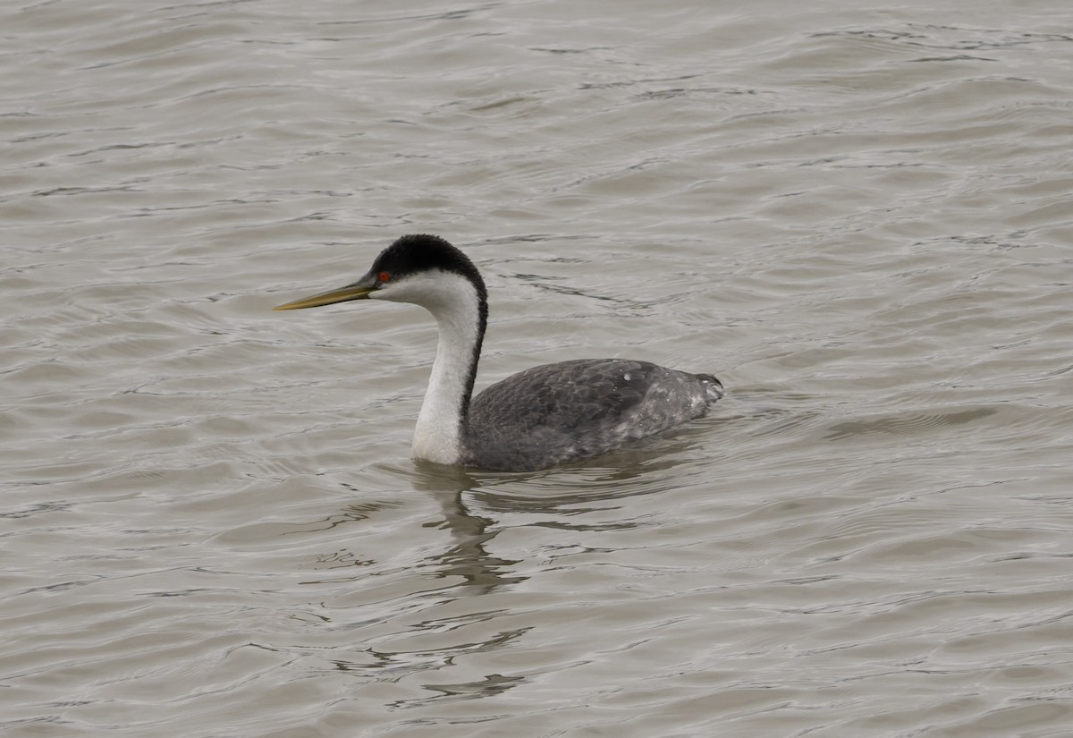 Western Grebe - ML646817744