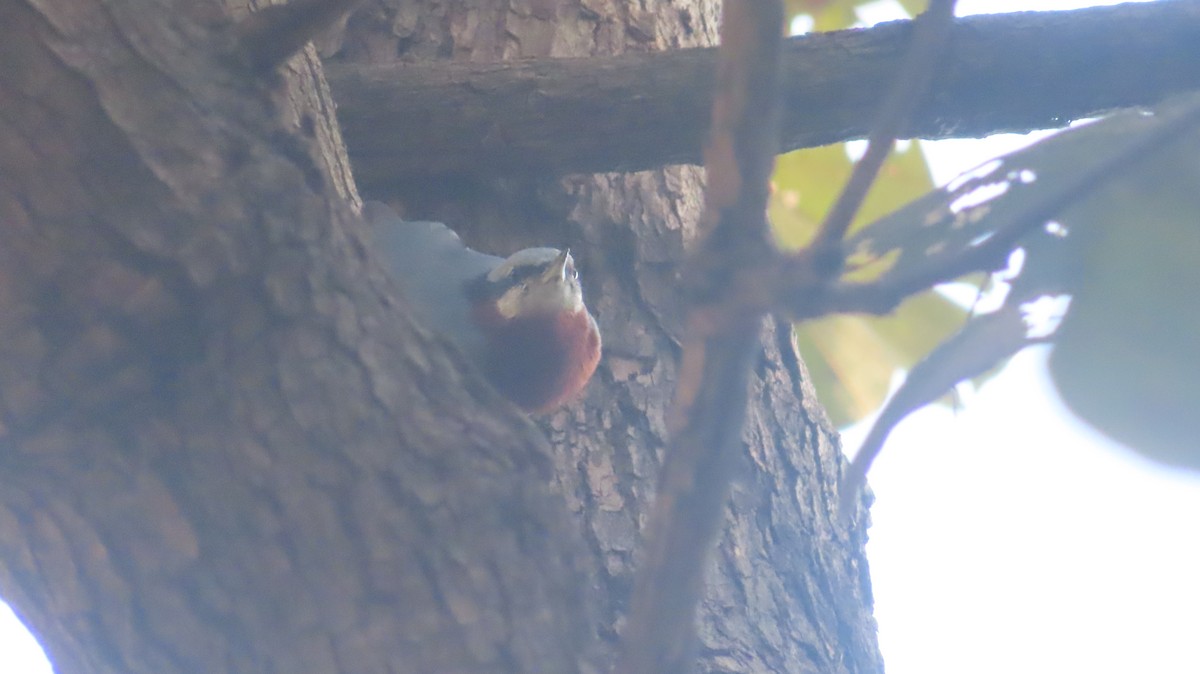 Indian Nuthatch - ML646817745