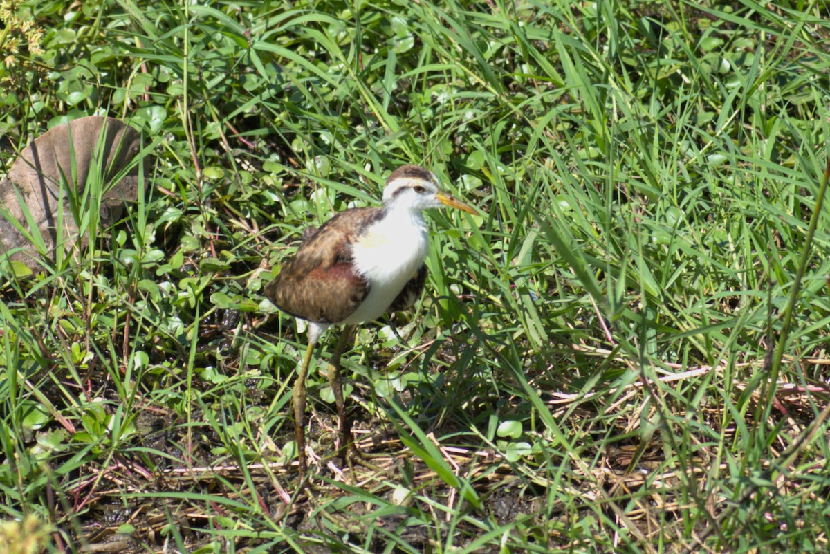 gulpannebladhøne - ML646817746