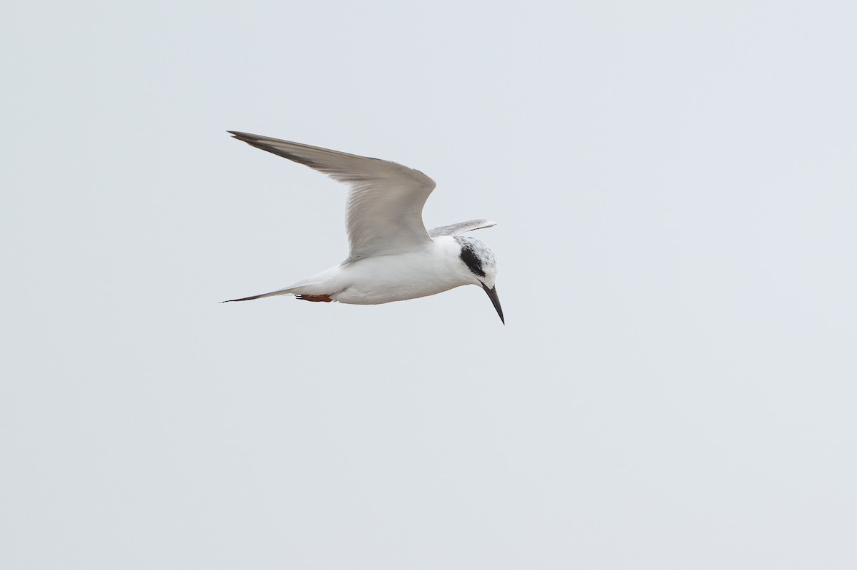 Forster's Tern - ML646817747