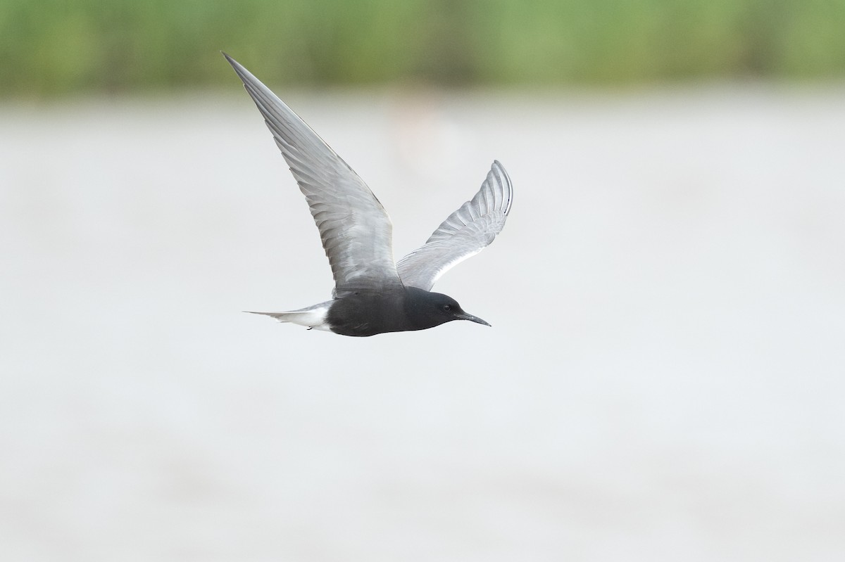 מירומית שחורה - ML646817749