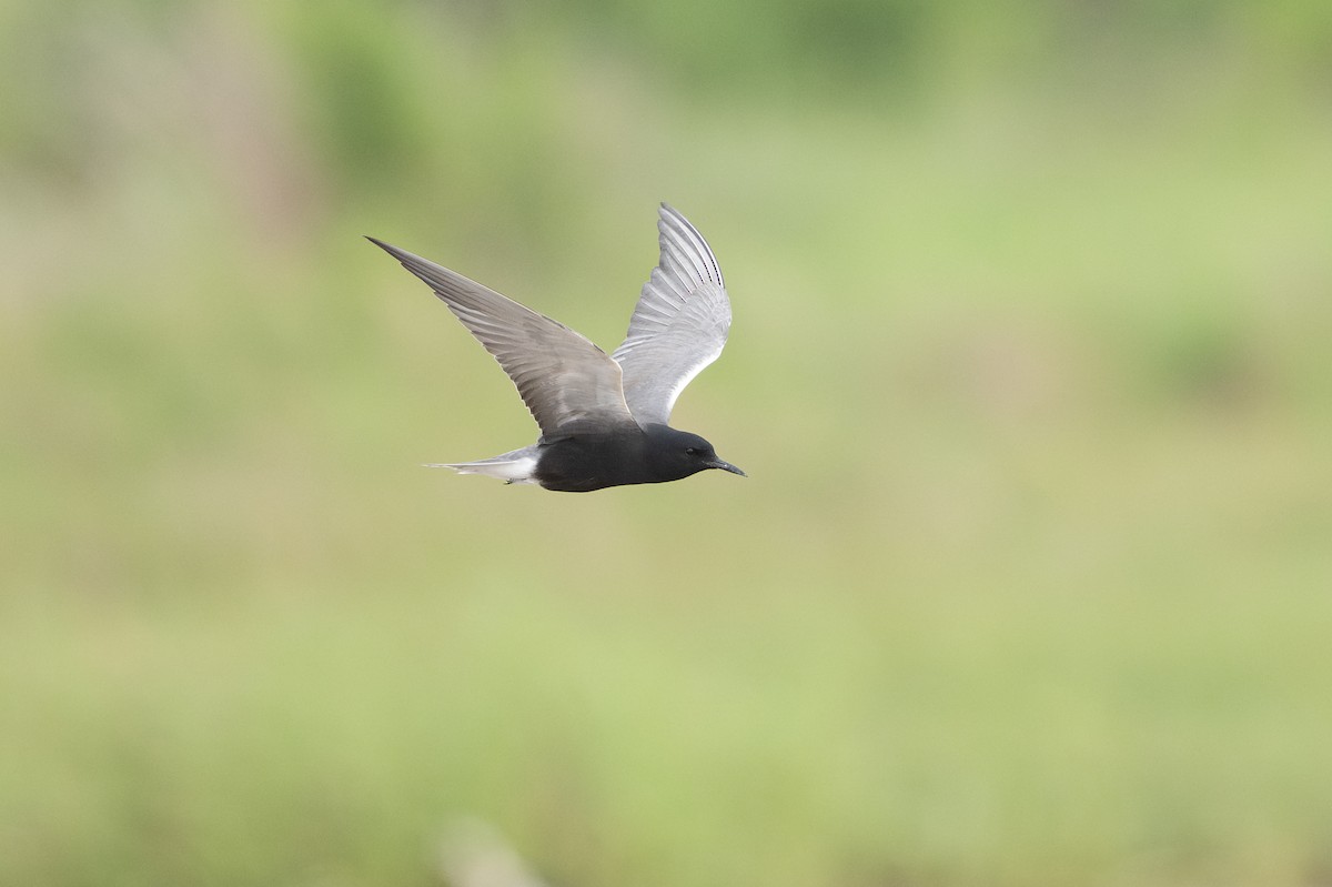 מירומית שחורה - ML646817750
