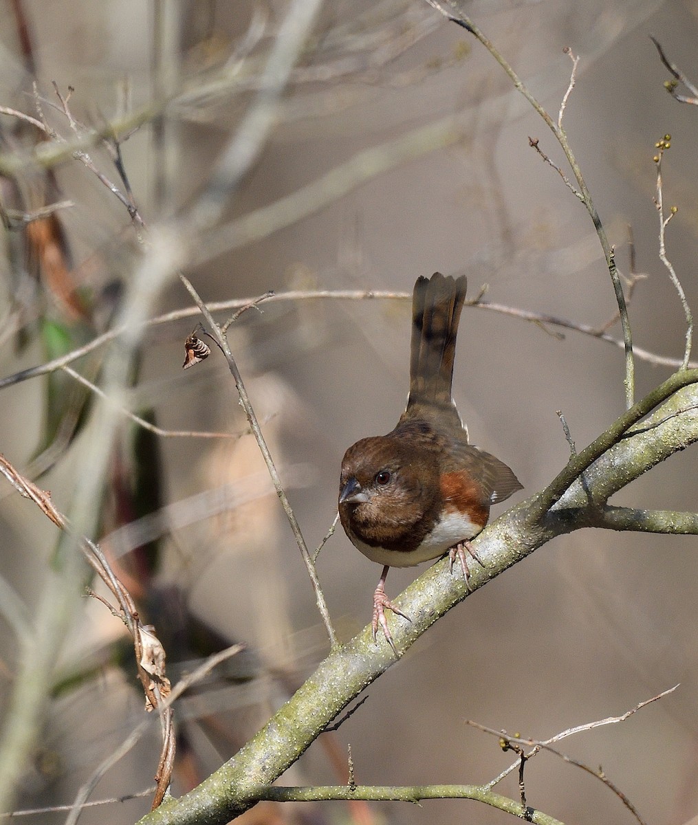 Kızıl Böğürlü Tovi - ML646817752